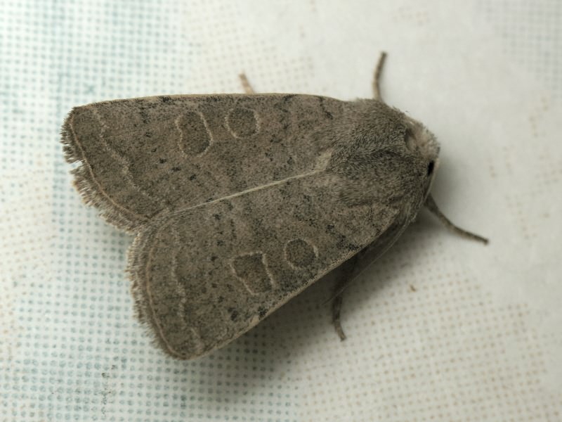 Hoplodrina ambigua (Denis & Schiffermuller, 1775)